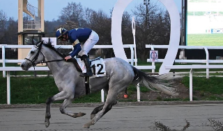 Ippica - Grace The Gray vola, la scuderia dell’ascolano Crotali trionfa a San Siro